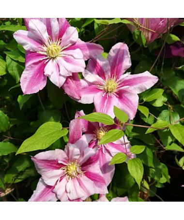 Großblütige Clematis Patricia Ann Fretwell 'Pafar' 4L Topf