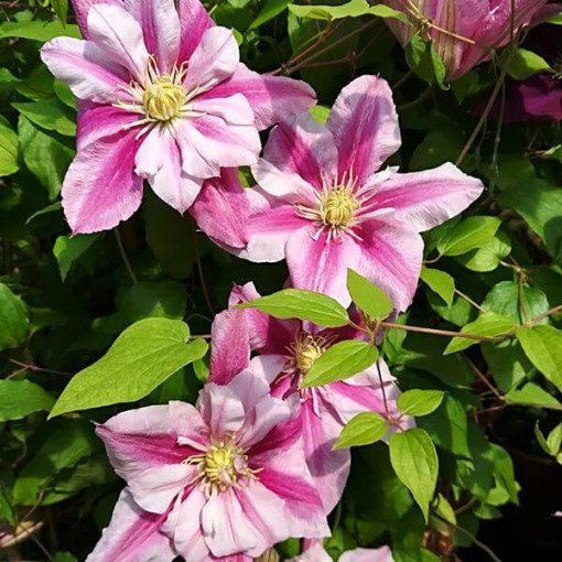 Großblütige Clematis Patricia Ann Fretwell 'Pafar' 2L Topf