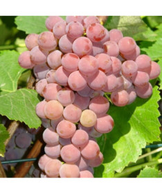 Kernlose Weinrebe Einset Seedless, KERNLOS, Topf 2L