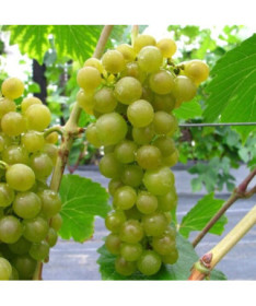 Seneca-Traube, Behälter 2L