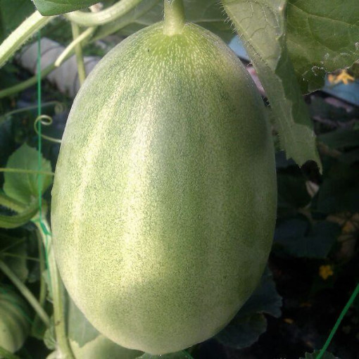 Charentais Melone