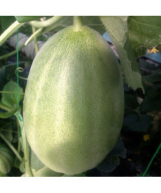 Charentais Melone