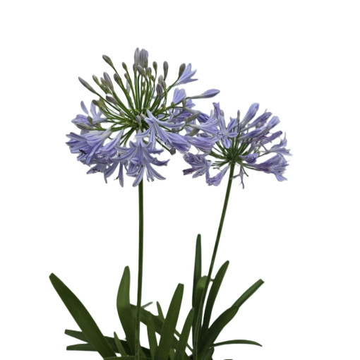 Blaue Agapanthus (Agapanthus Africanus) Setzlinge im 2L Topf