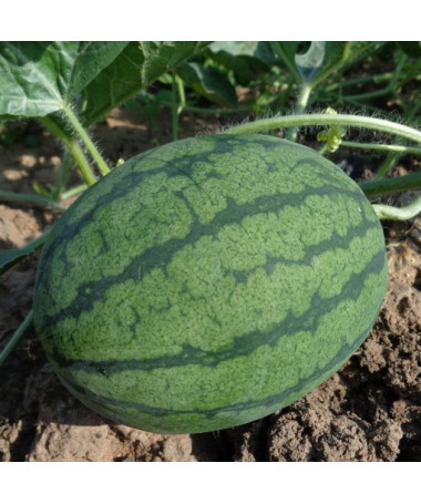 Wassermelone 'Crimson Sweet' P9/C1