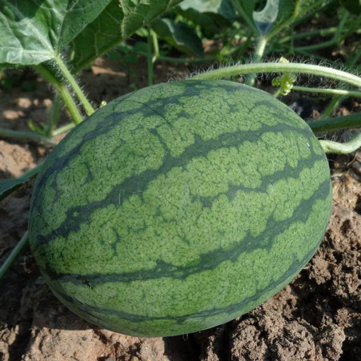 Wassermelone 'Crimson Sweet' P9/C1