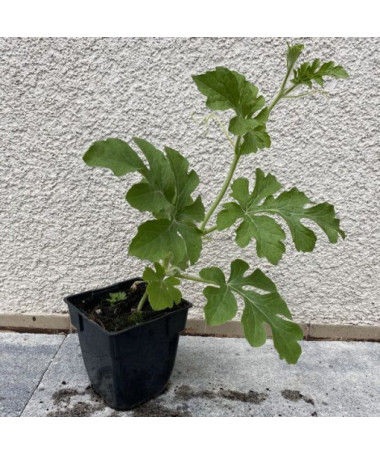 Wassermelone 'Crimson Sweet' P9/C1