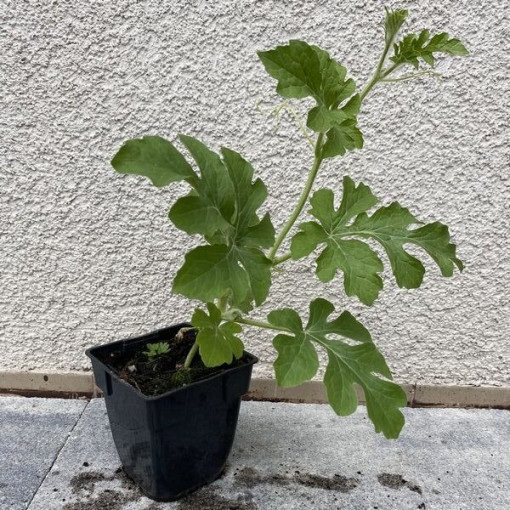 Wassermelone 'Crimson Sweet' P9/C1
