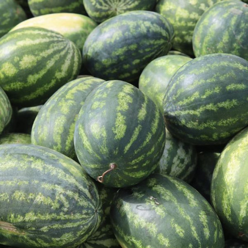 Wassermelone 'Crimson Sweet' P9/C1
