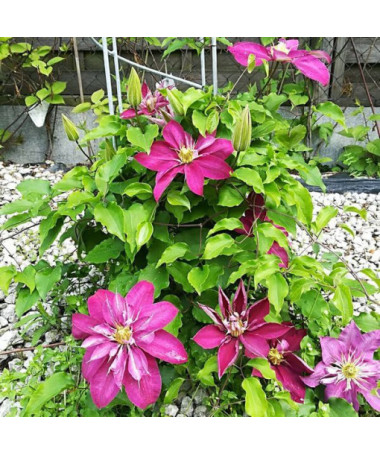 Voll- halbgefüllte Clematis 'Red Star' P9/C1