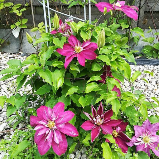 Voll- halbgefüllte Clematis 'Red Star' P9/C1