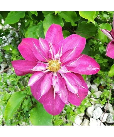 Voll- halbgefüllte Clematis 'Red Star' P9/C1