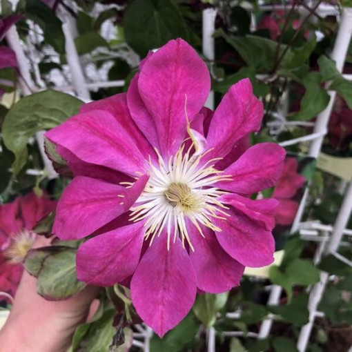 Voll- halbgefüllte Clematis 'Red Star' 2L Topf