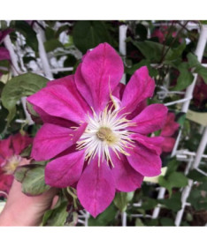 Voll- halbgefüllte Clematis 'Red Star' 2L Topf
