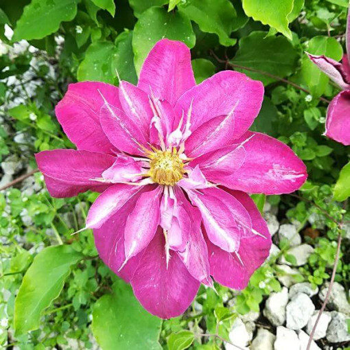 Voll- halbgefüllte Clematis 'Red Star' 4L Topf
