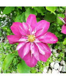 Voll- halbgefüllte Clematis 'Red Star' 4L Topf