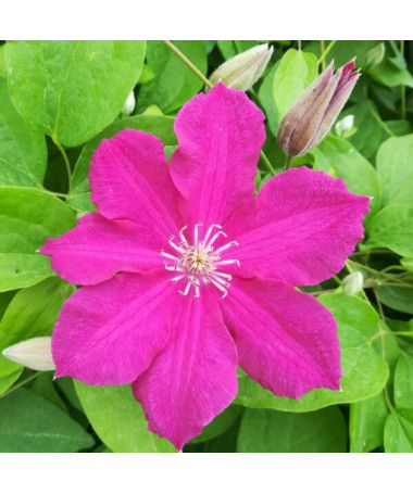 Clematis 'Ernest Markham' (großblumig) 4L Topf