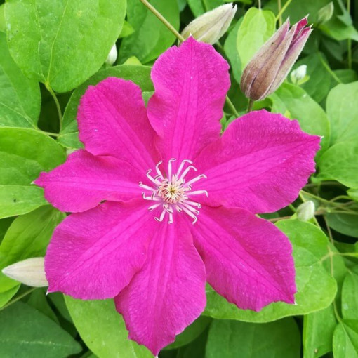 Clematis 'Ernest Markham' (großblumig) 4L Topf