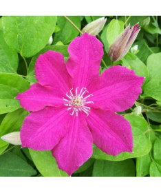 Clematis 'Ernest Markham' (großblumig) 4L Topf