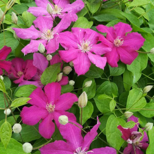 Clematis 'Ernest Markham' (großblumig) 4L Topf