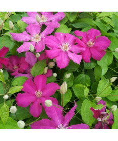 Clematis 'Ernest Markham' (großblumig) 2L Topf