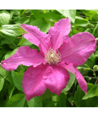 Clematis 'Ernest Markham' (großblumig) 2L Topf