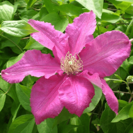 Clematis 'Ernest Markham' (großblumig) P9/C1