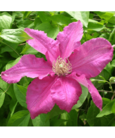 Clematis 'Ernest Markham' (großblumig) P9/C1