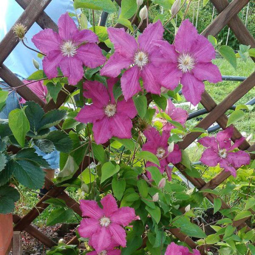 Clematis 'Ernest Markham' (großblumig) P9/C1