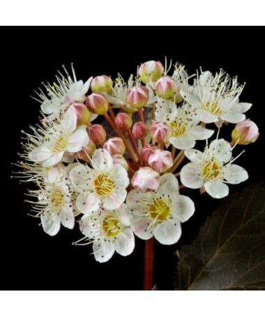Spiraea japonica 'Red Baron' 2L Topf