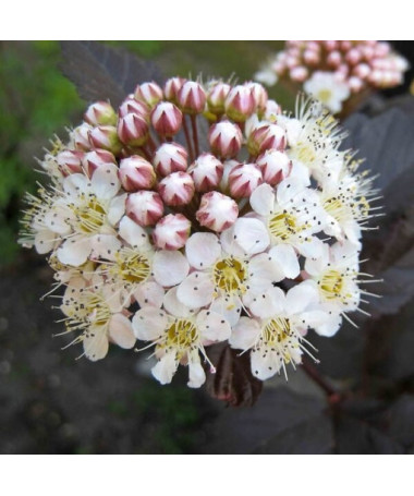 Spiraea japonica 'Red Baron' 2L Topf