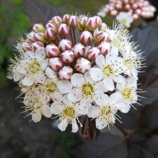Spiraea japonica 'Red Baron' 2L Topf