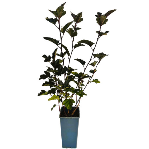 Spiraea japonica 'Red Baron' 2L Topf