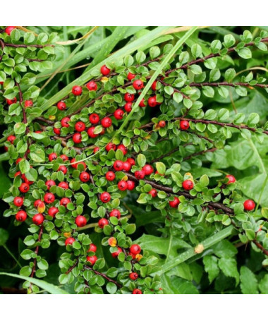 Schweden-Schneeball 'Coral Beauty' 2L Topf