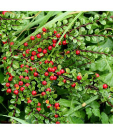 Schweden-Schneeball 'Coral Beauty' 2L Topf