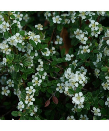 Schweden-Schneeball 'Coral Beauty' 2L Topf