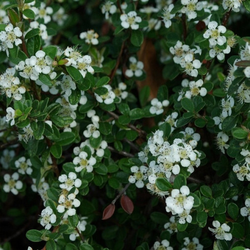 Schweden-Schneeball 'Coral Beauty' 2L Topf