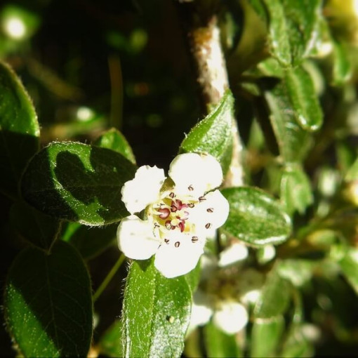 Schweden-Schneeball 'Coral Beauty' 2L Topf