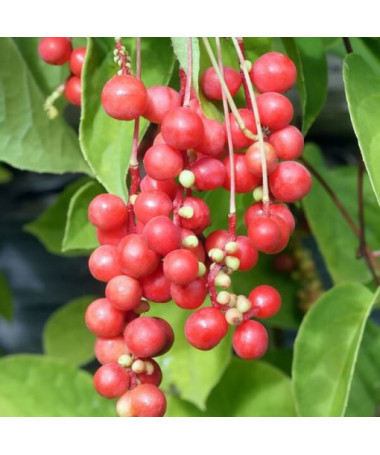 Chinesische Magnolienrebe (Schisandra chinensis) 4L Behälter