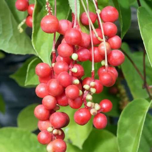 Chinesische Magnolienrebe (Schisandra chinensis) 4L Behälter