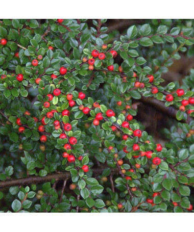 Bodendecker-Cotoneaster 2L Topf