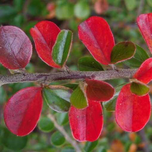 Bodendecker-Cotoneaster 2L Topf