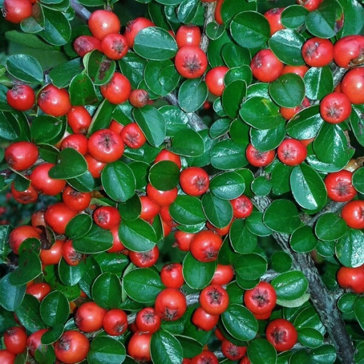 Bodendecker-Cotoneaster 2L Topf