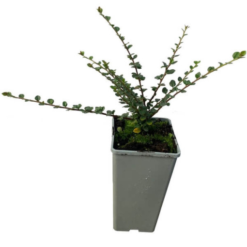 Bodendecker-Cotoneaster 2L Topf
