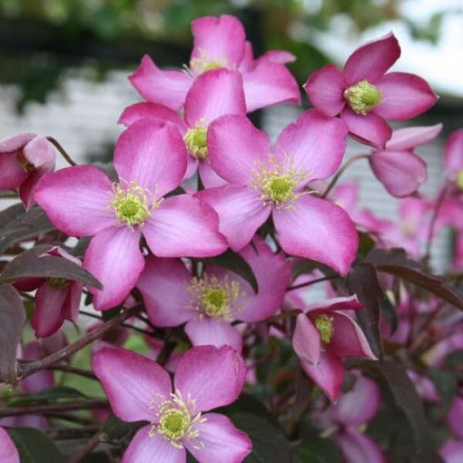 Clematis Montana Freda (botanisch) BERG 2L Topf