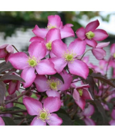 Clematis Montana Freda (botanisch) BERG 2L Topf