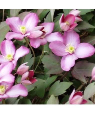 Clematis Montana Freda (botanisch) BERG 2L Topf