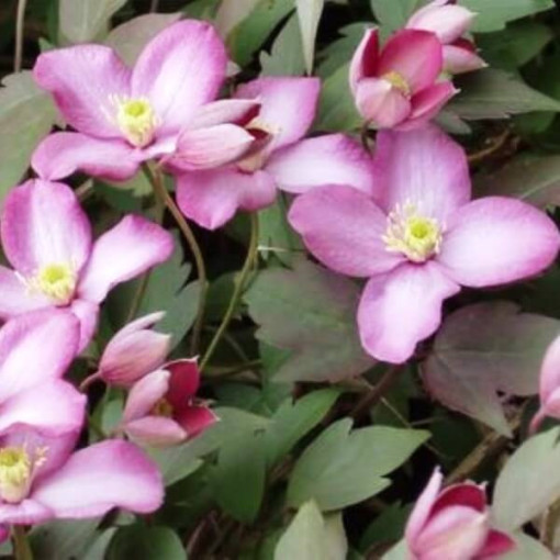 Clematis Montana Freda (botanisch) BERG 2L Topf