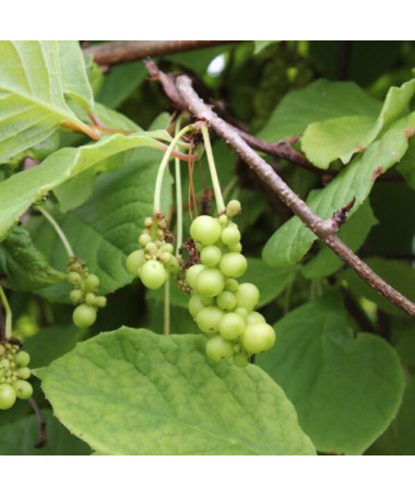 Chinesische Magnolienrebe (Schisandra chinensis) 4L Behälter