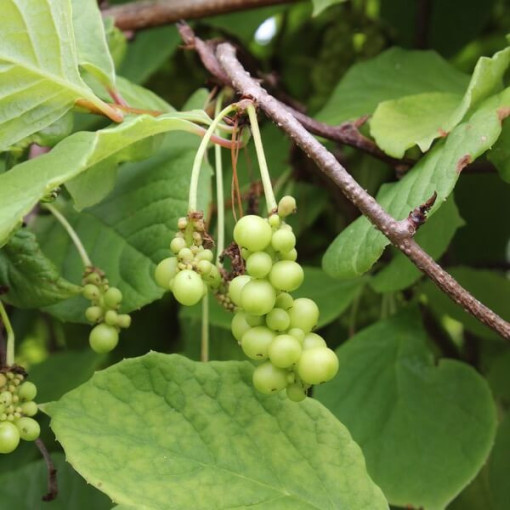 Chinesische Magnolienrebe (Schisandra chinensis) 4L Behälter