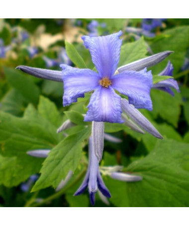Clematis Cassandra (staudig) DUFTEND Topf 2L